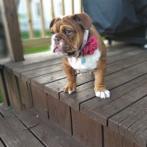 Meet your Posher, Dani